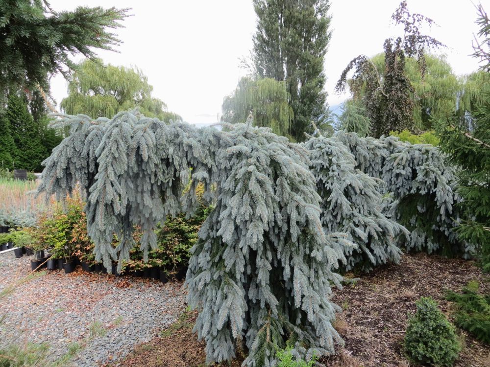 Picea-pungens-The-Blues-ccck.jpg