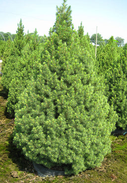 Picea Conica.jpg