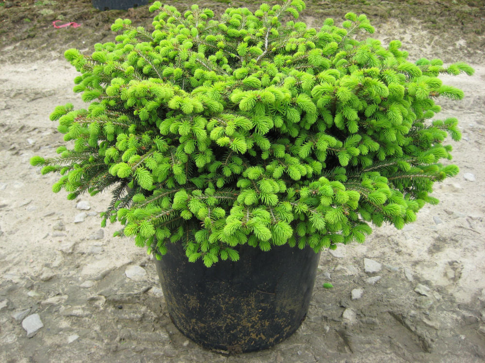 Picea Nidiformis.jpg