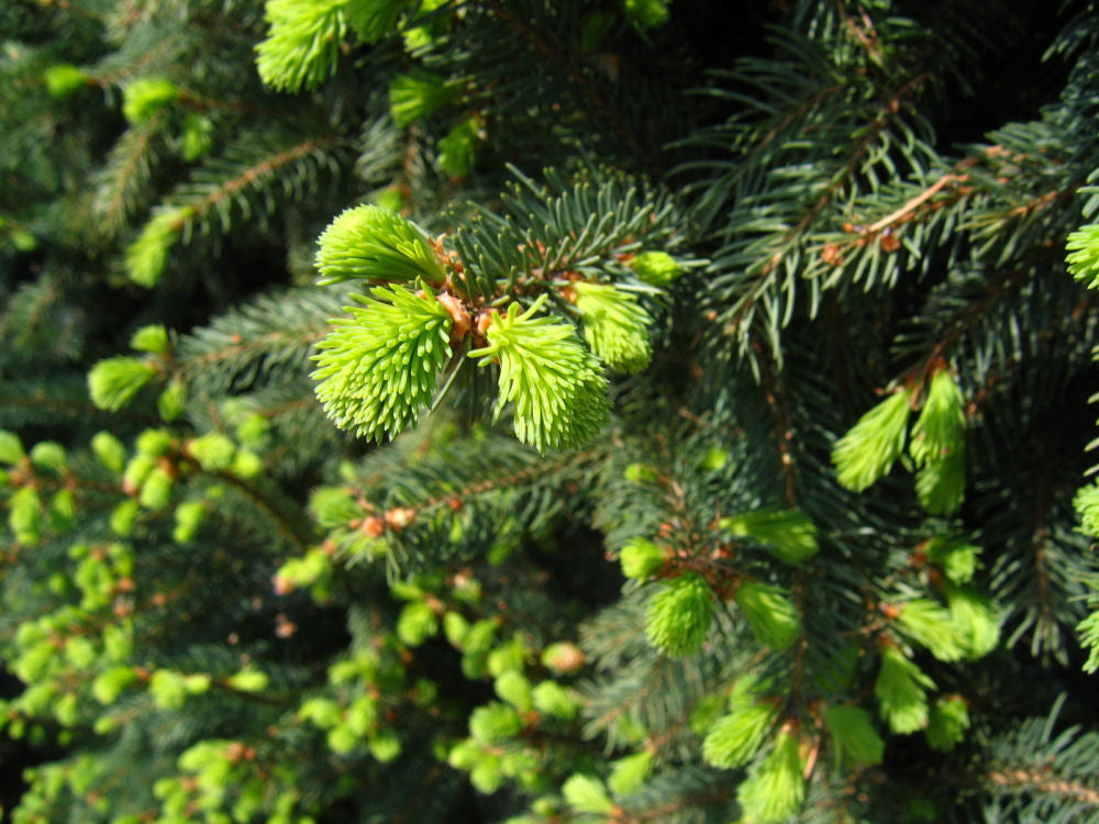 Picea_abies_Cupressina.jpg