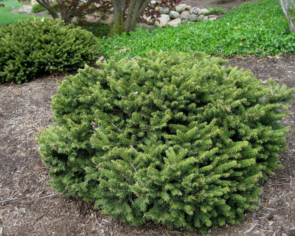 Picea abies pumila.jpg