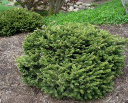 Picea abies pumila.jpg
