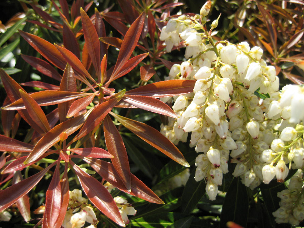 Pieris Jap. Red Mill foliage.jpg