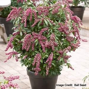 Pieris Passion 1.jpg