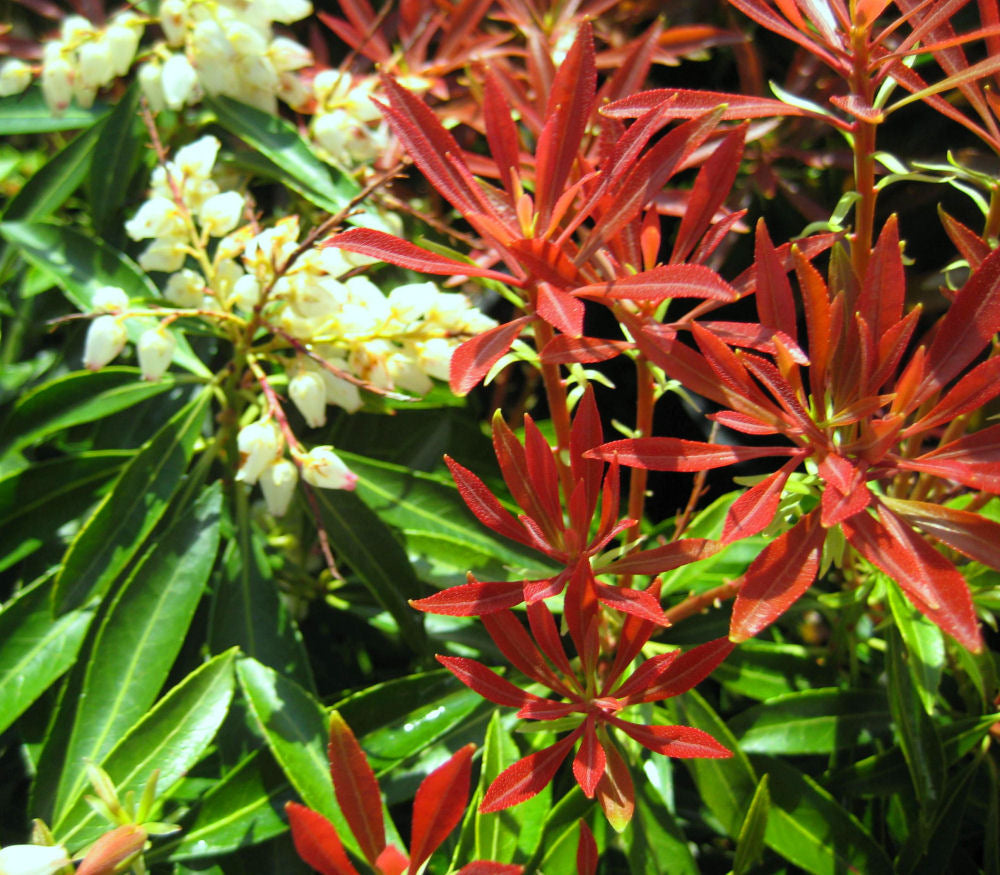 Pieris jap. Mt Fire foliage.jpg