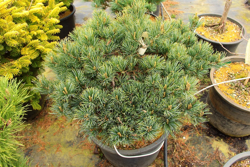 Pinus-parviflora-Ko-ku-hor-ccck.jpg
