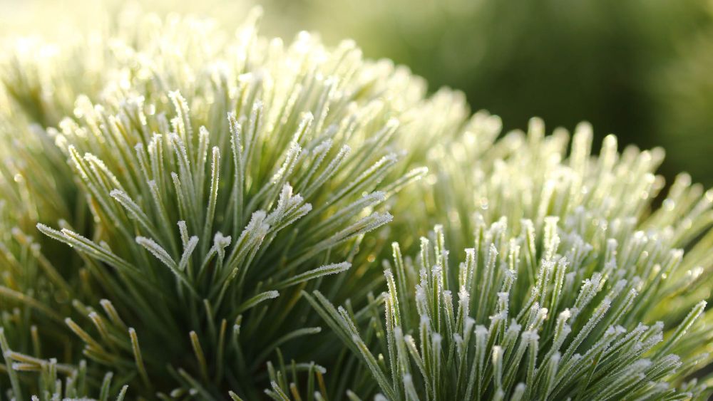 Pinus-strobus-Sea-Urchin-2-ccck.jpg