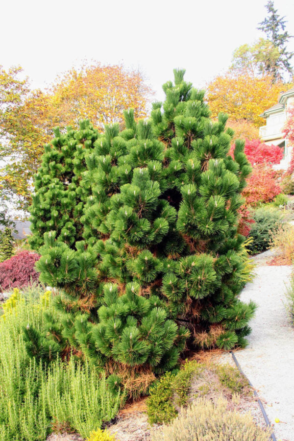 Pinus-thunbergii-Thunderhead-5-600x900-ccck.jpg