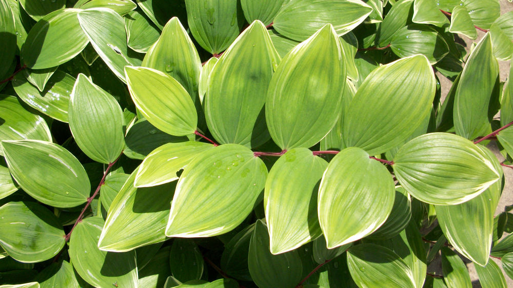 Polygonatum odoratum variegatum.jpg