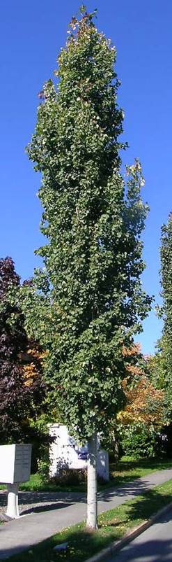 Populus%20Erecta[1].jpg