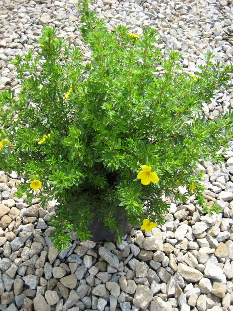 Potentilla Gold Finger.jpg