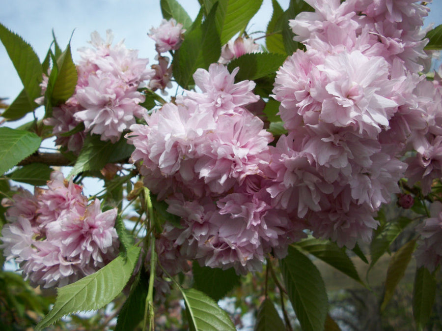 Prunus Extrazam.jpg