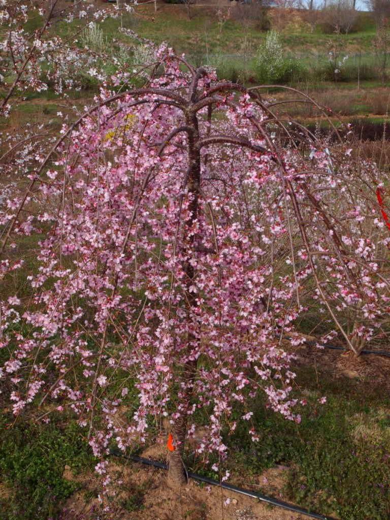 Prunus_Pink_Cascade[1].jpg