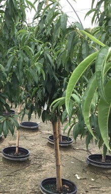 Prunus persica Peach Polly WNI.jpg