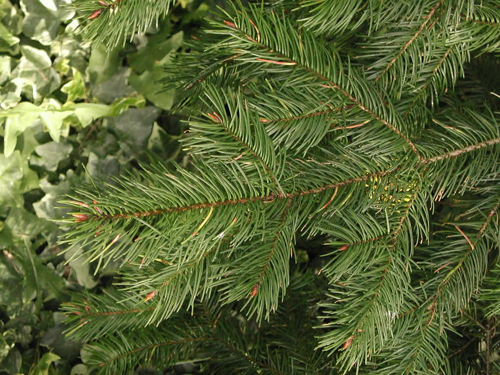 Pseudotsuga_menziesii.jpg
