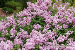 Purpink.jpg
