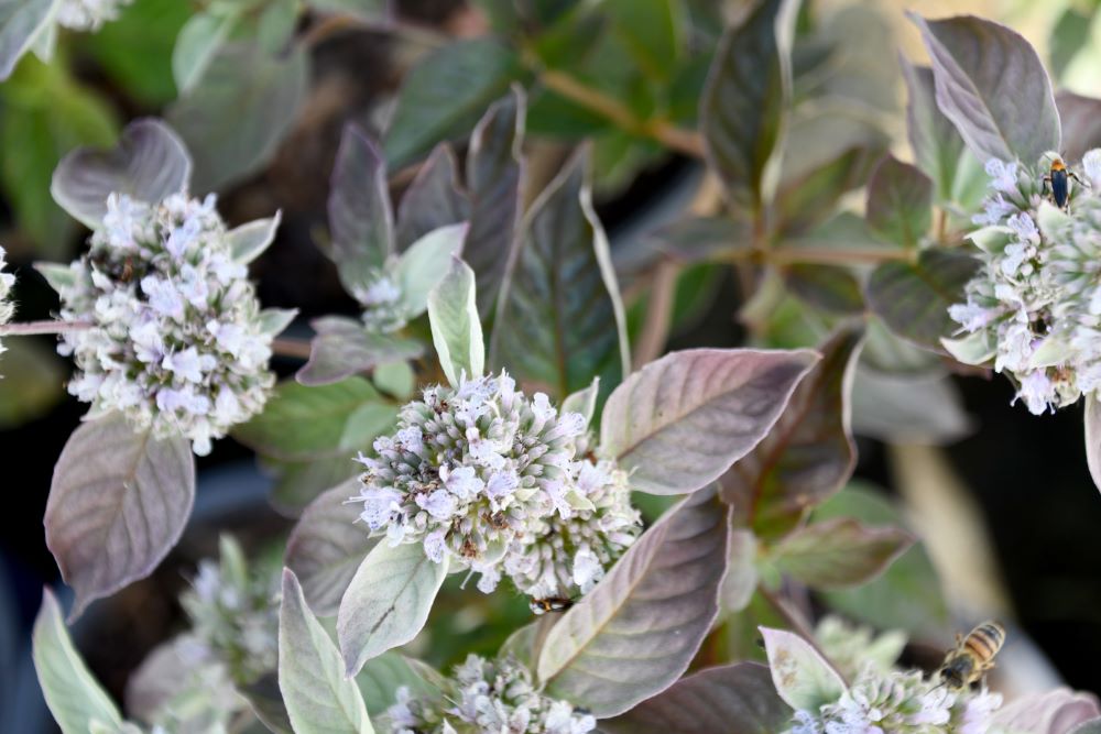 Pycnanthemum Smokey Mountain Mint 0007.jpg