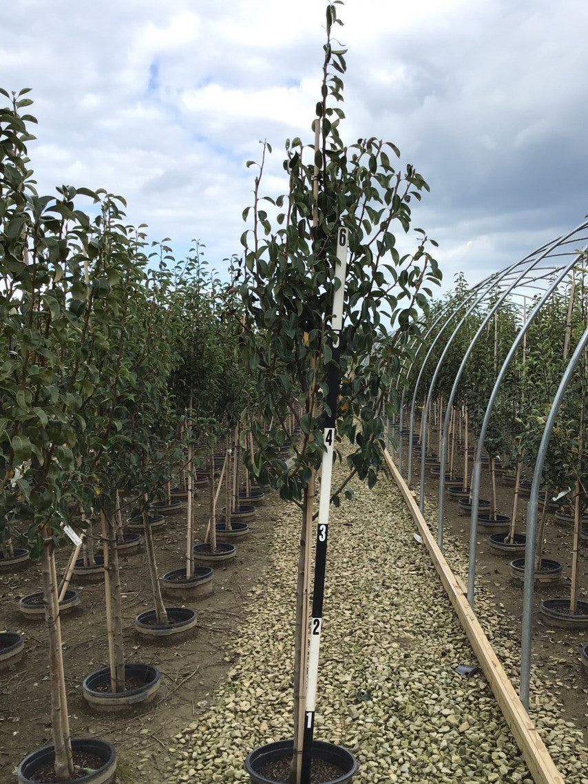 Pyrus-green_bartlett.jpg