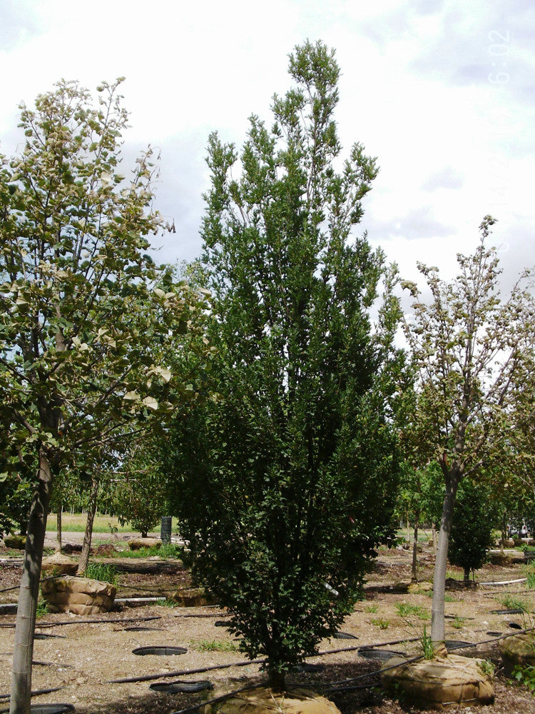 QUERCUS%20R_%20'SKINNY%20GENES'%20%20BB%203_5in%20(1).jpg