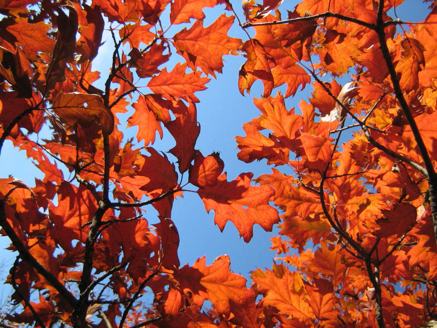QUERCUS_ELLIPSOIDALIS.jpg
