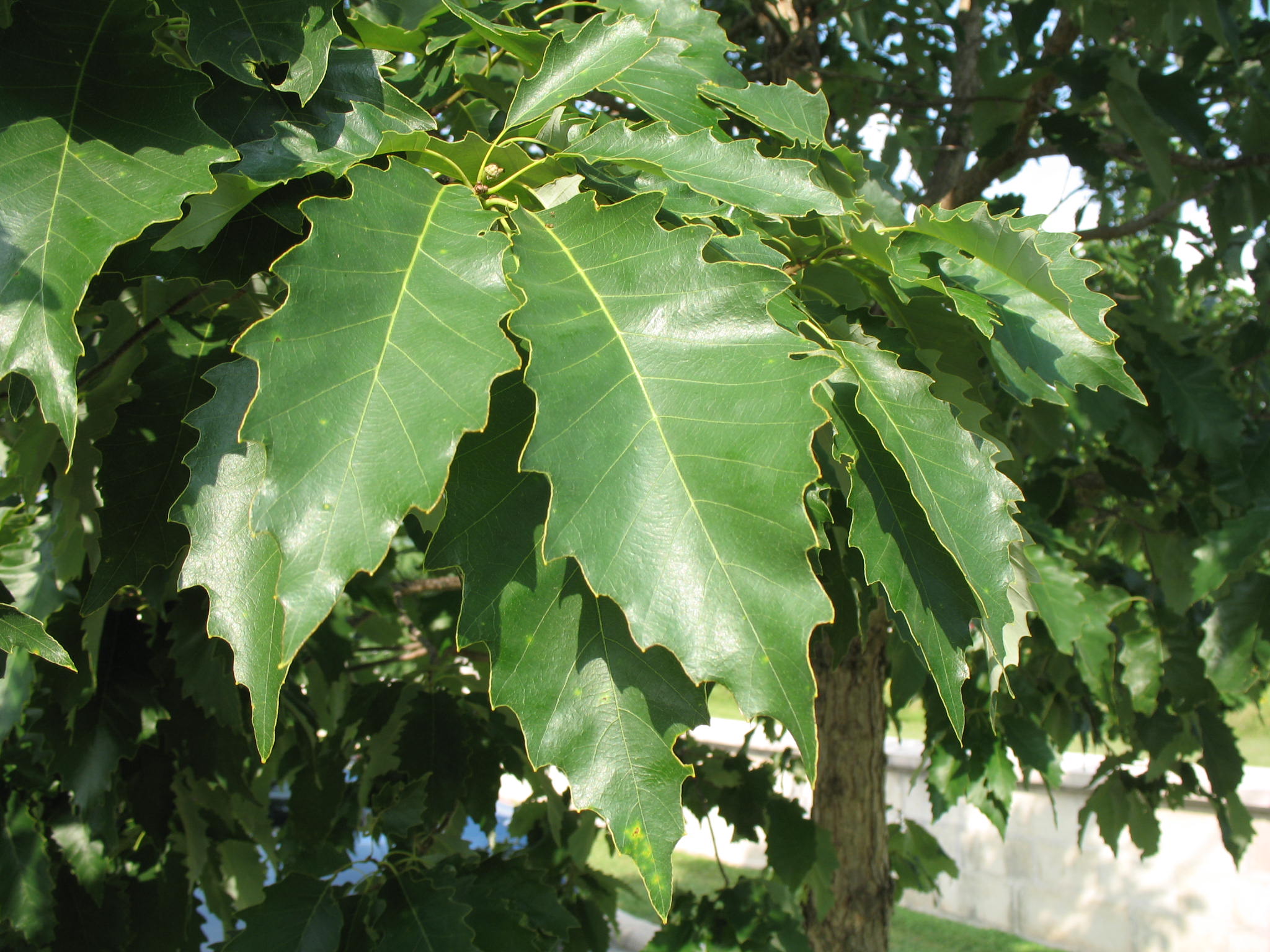 QUERCUS_MUEHLENBERGII.jpg