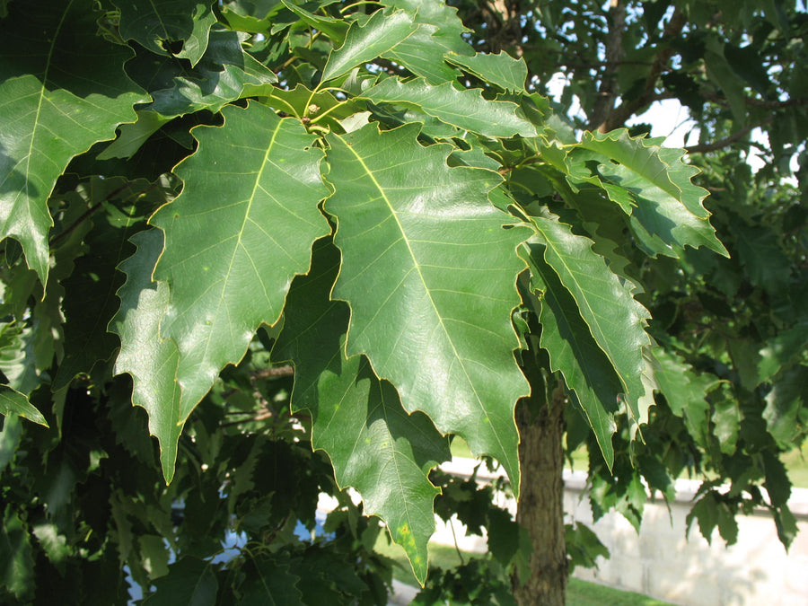 QUERCUS_MUEHLENBERGII.jpg