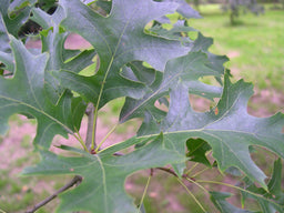 QUERCUS PALUSTRUS.jpg