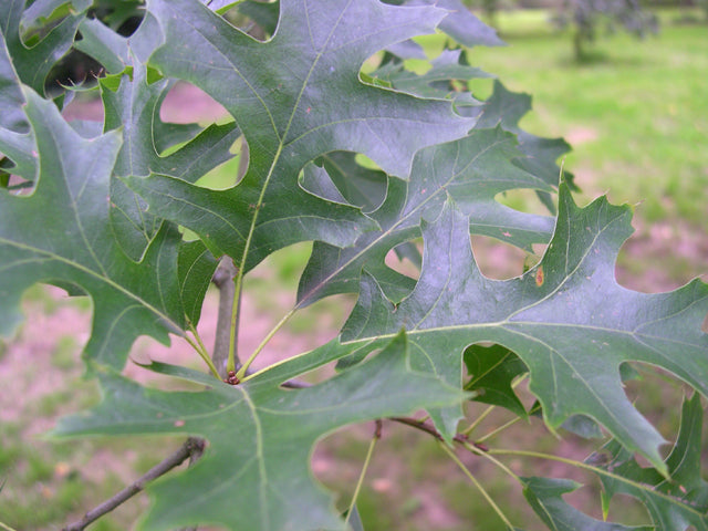 QUERCUS PALUSTRUS.jpg