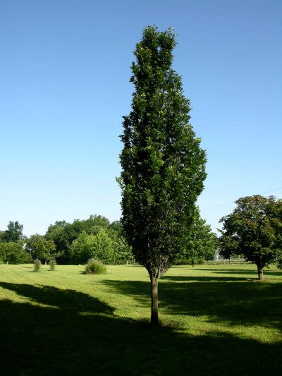 QUERCUS_REGAL_PRINCE.jpg