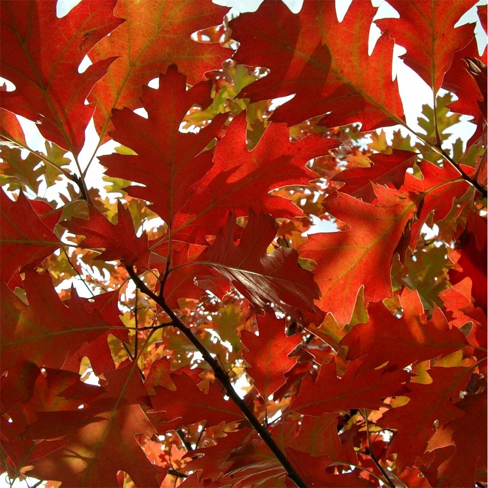 QUERCUS RUBRA RUBRUM.jpg