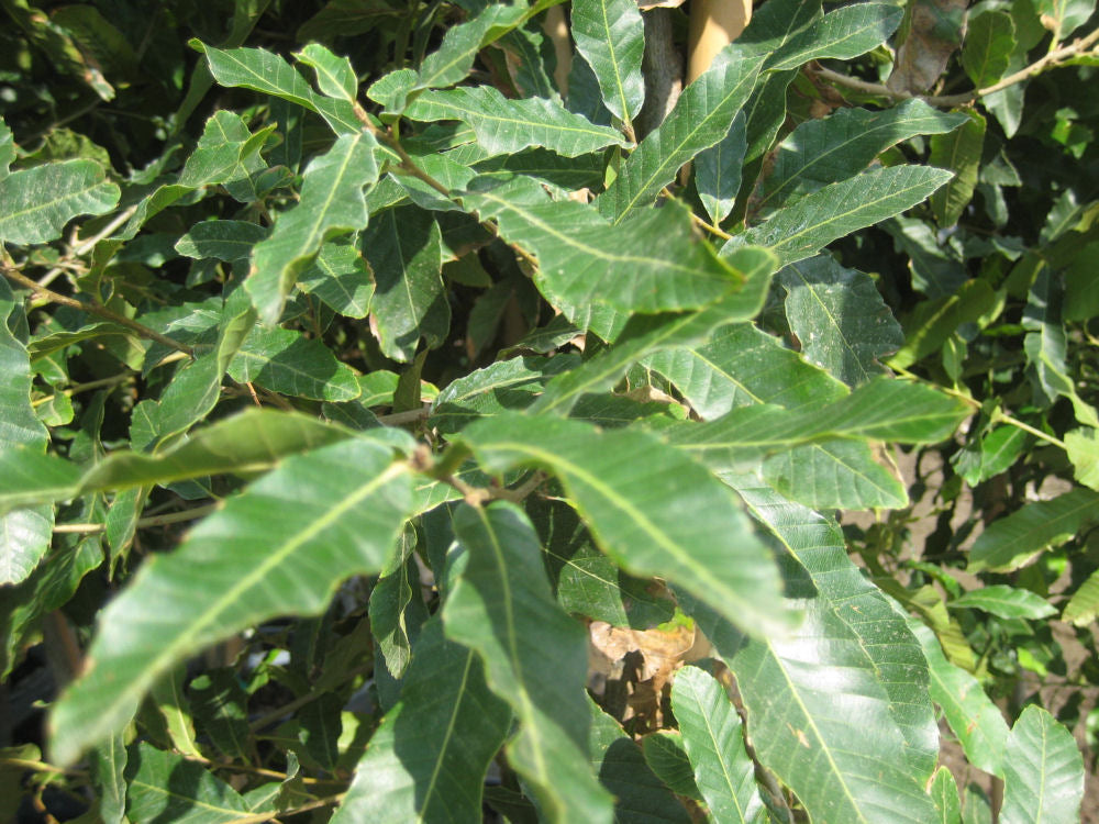 Quercus acutissima.jpg