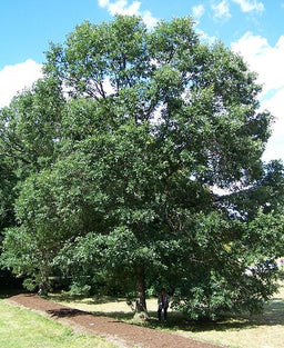Quercus_bicolor_.jpg