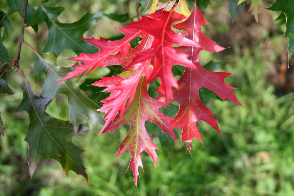 Quercus_coccinea.jpg