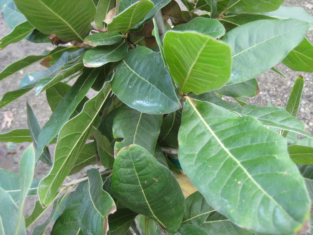 Quercus imbricaria.jpg