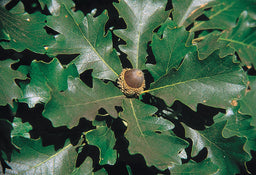 Quercus_macrocarpa.jpg