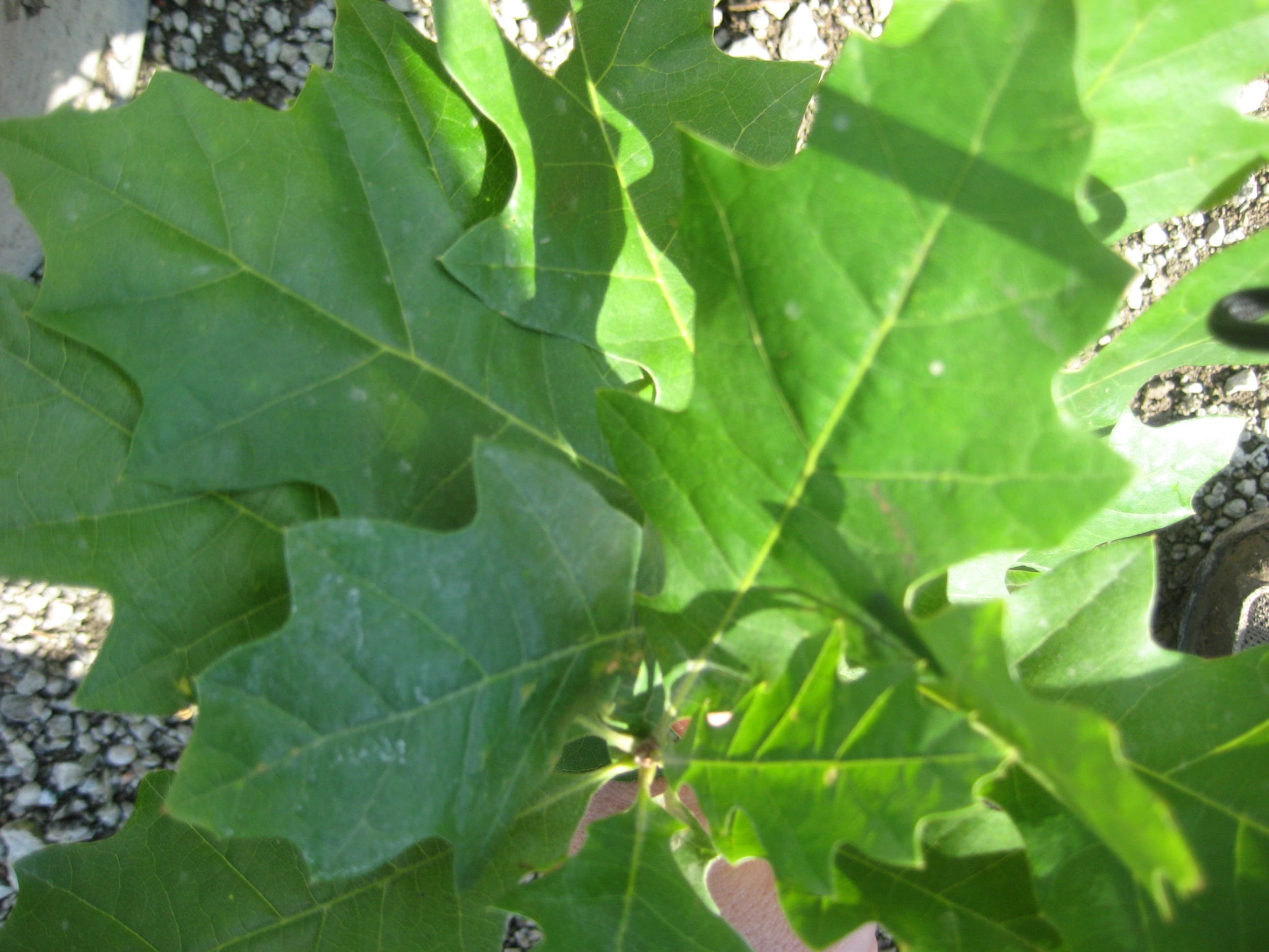 Quercus shumardii.jpg