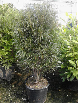 RHAMNUS FRANGULA RON WILLIAMS.jpg