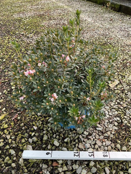RHODO. BLOOMBUX BLUSH G3 BE_22967.jpg