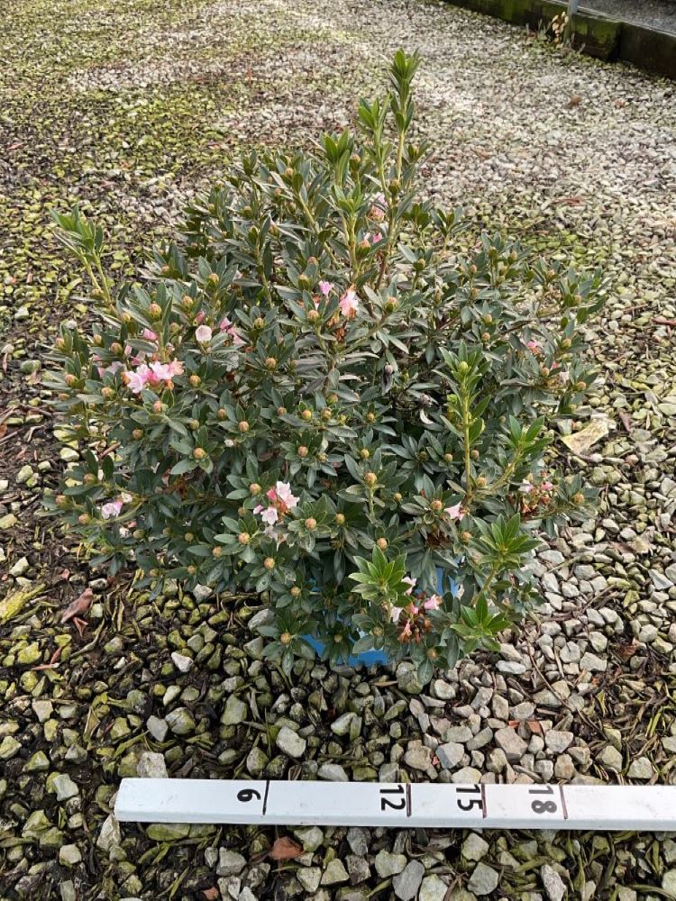 RHODO. BLOOMBUX BLUSH G3 BE_22967.jpg