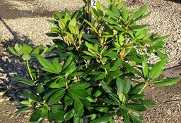 RHODO_PURPUREUM_ELEGANS_G3_15in.jpg