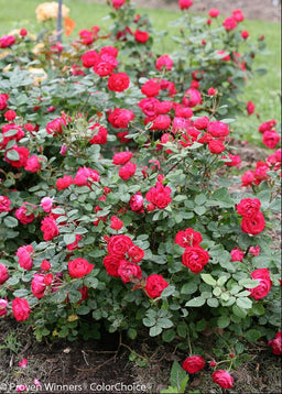 ROSA MEIPEPORIA.jpg