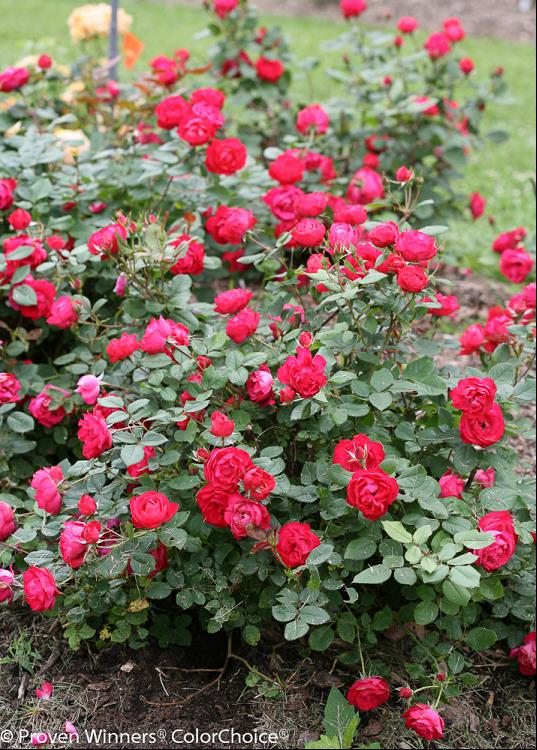ROSA MEIPEPORIA.jpg