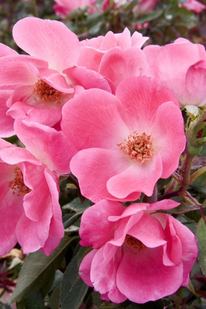ROSE Pink Knock Out.jpg