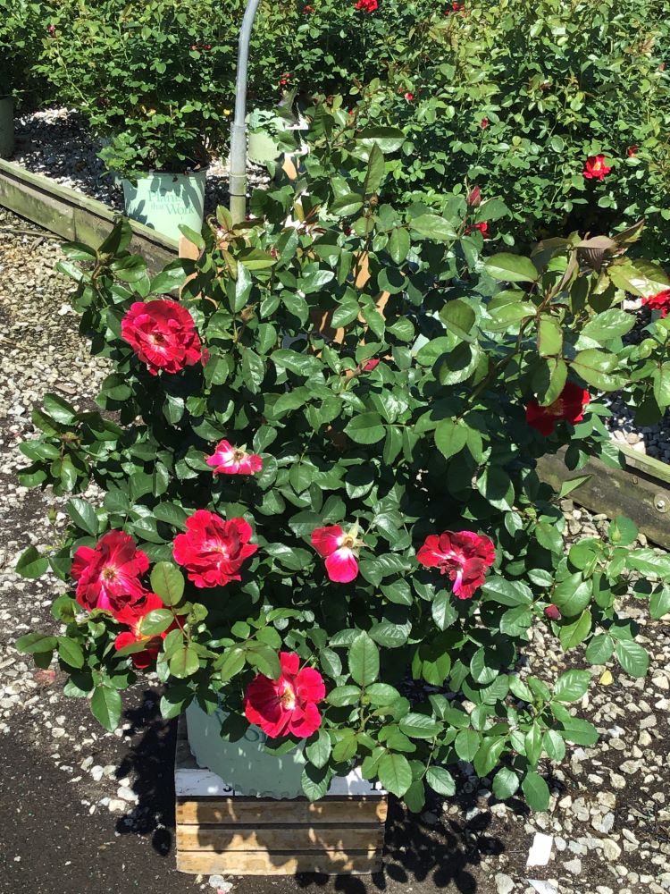 ROSE 'RED STREAMER'  G3 PTW2.jpg