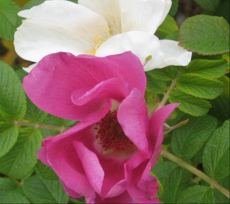 ROSE S ROSA RUGOSA.jpg