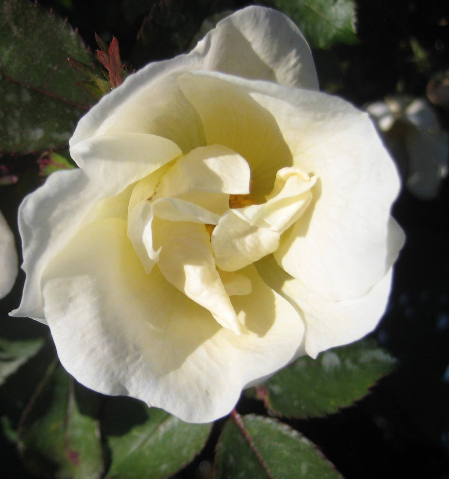 ROSE WHITE OUT FLWR.jpg
