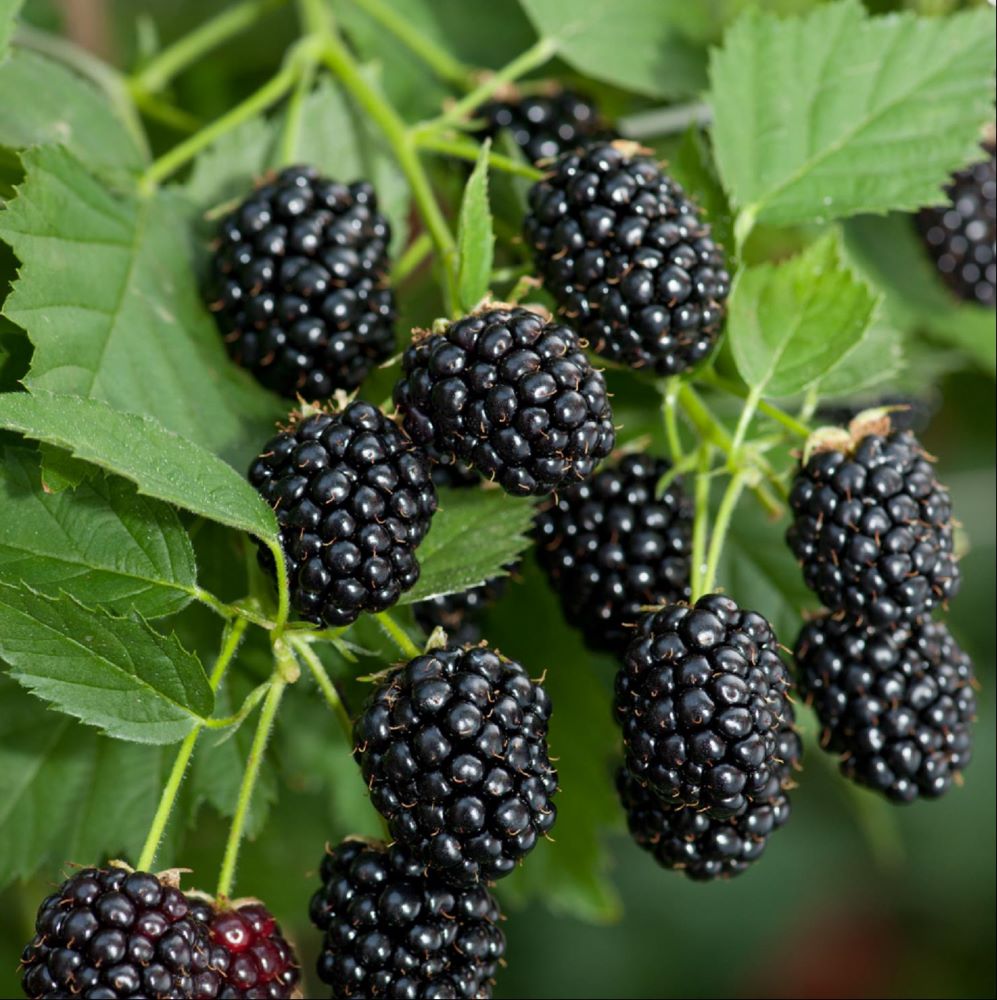 RUBUS L. SWEETIE PIE.jpg
