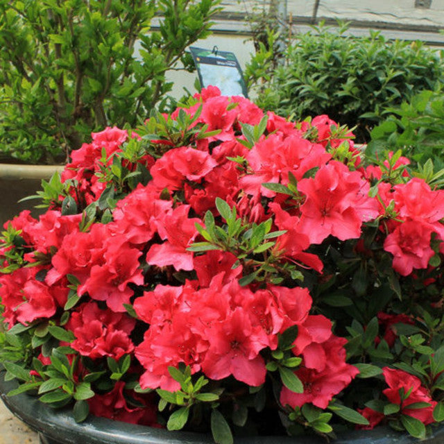 Red_Demon_Azalea_1__45205.jpg