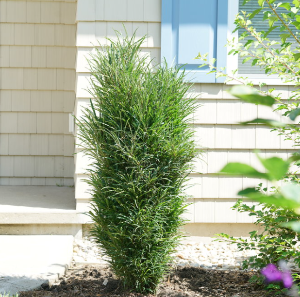 Rhamnus-fine_line_improved.png