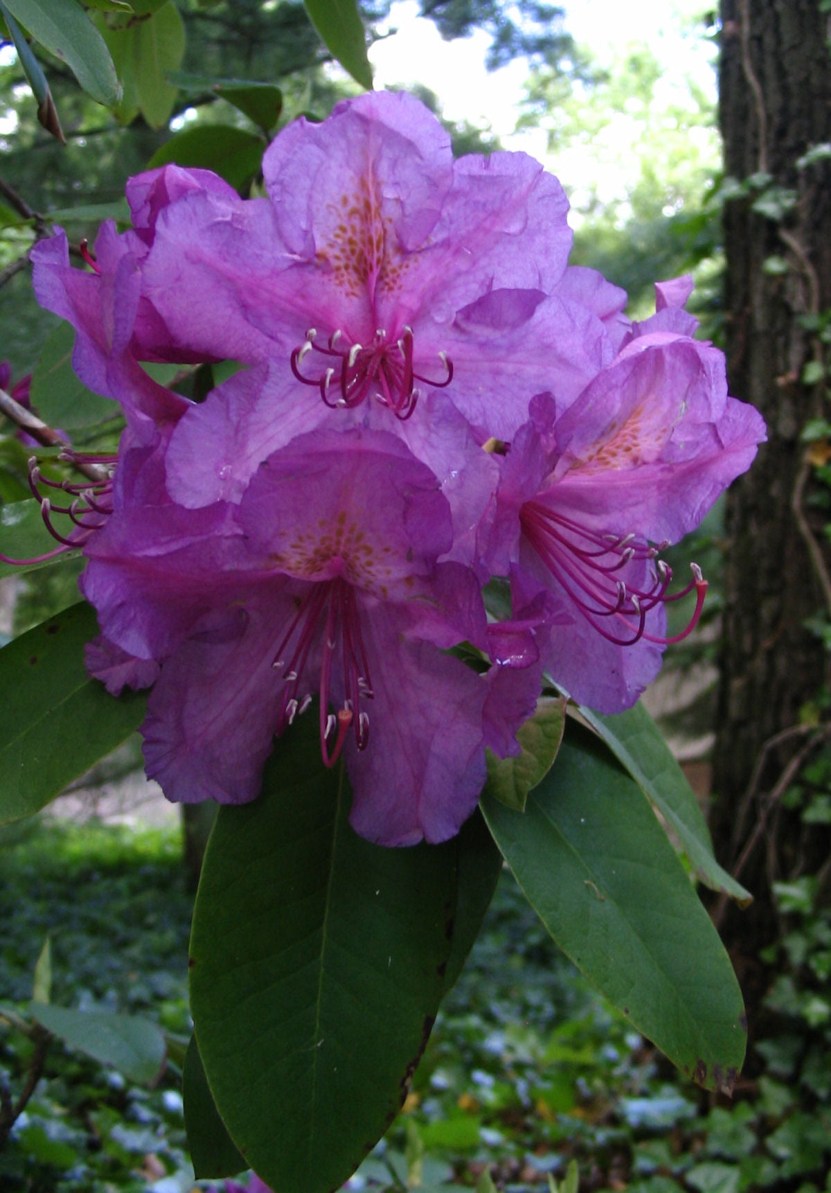 Rhodo LEES DARK PURPLE.jpg